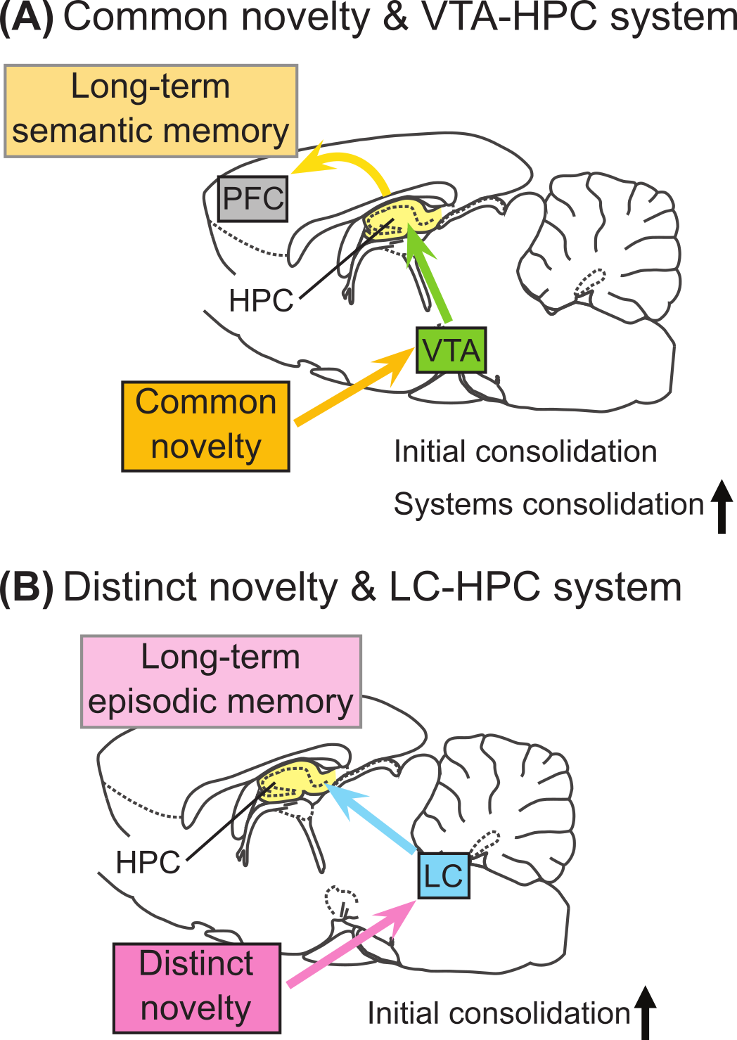 Novelty and Dopaminergic Modulation of Memory Persistence: A Tale of Two  Systems.